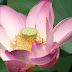Trip 3588 Baile Felix Nymphaea lotus thermalis.JPG, Romania, Baile Felix