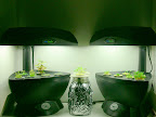 Replanted Space Savers - left is herbs, right is flowrs. Outriders are lettuces.