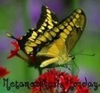 [metamorphosis monday[6].jpg]