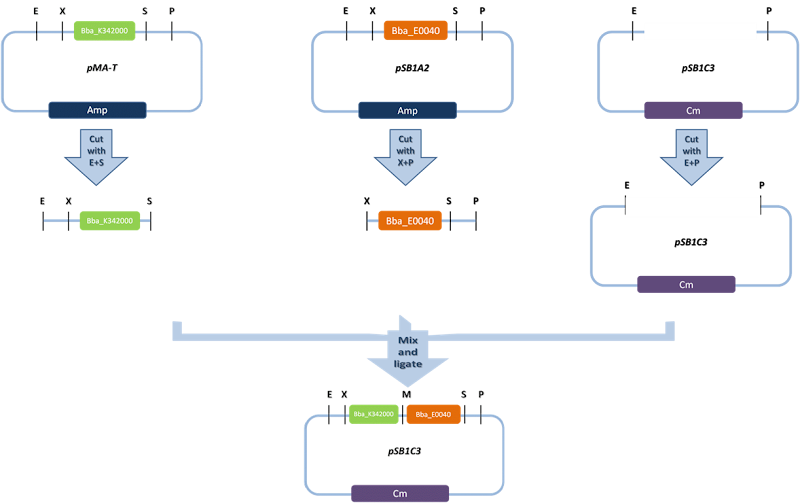 Curli promoter and reporter gene ligation curli 14K ou curli 22B