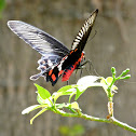 The Common Rose