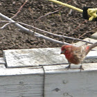 House Finch