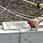 House Finch