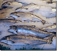 ice fish