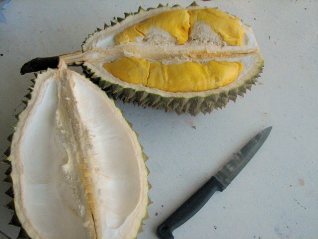 [Durian0014.jpg]