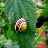 Fauna
