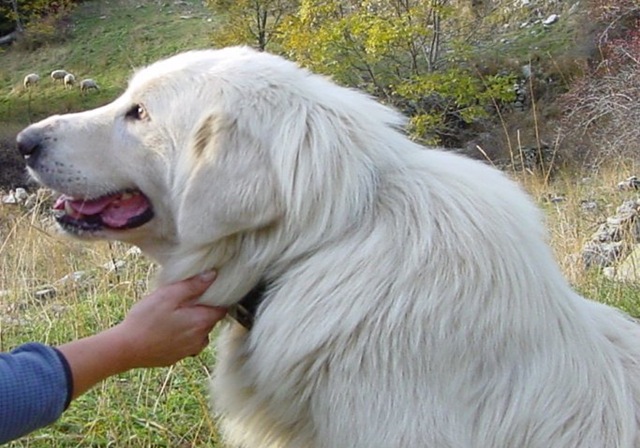[Per_petsventura[7].jpg]