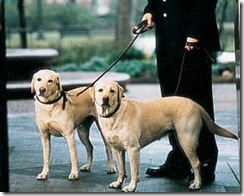 dog walker_Argentina_Petsventura