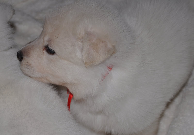  The C Litter One Month Old