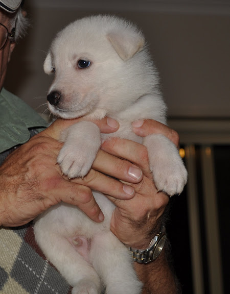  The C Litter One Month Old