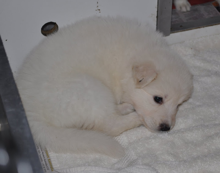  The C Litter One Month Old