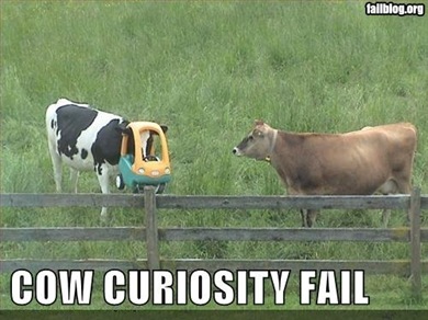 fail-owned-cow-curiosity-fail