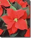poinsettia_close_up_small_file-277x338