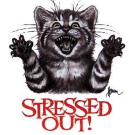 [stressoutkitty[5].jpg]