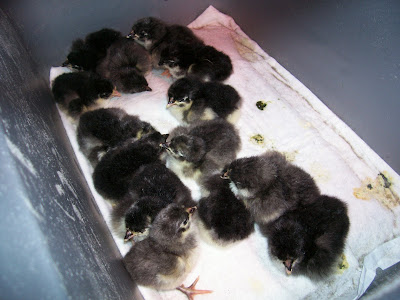 The First 14 to hatch