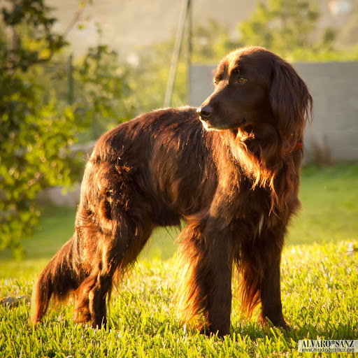 100716_perrito_062.jpg