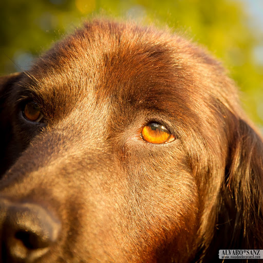 100716_perrito_066.jpg