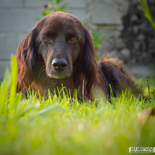 100716_perrito_052.jpg