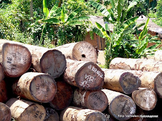  – Troncs d'arbres de Sodefor dans l'Equateur, 2004.