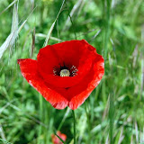 DSC_5236.jpg