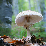 DSC02759.JPG