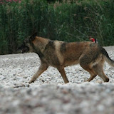 Akdeniz_017.jpg