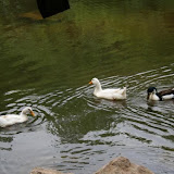 ballikayalar2008_350.jpg