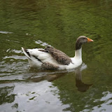 ballikayalar2008_354.jpg
