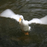 ballikayalar2008_421.jpg