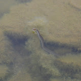 DSC_0059.JPG