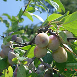 DSC03469.JPG