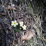 IMG_20110219_110114.jpg