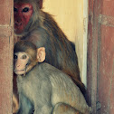 Rhesus macaque