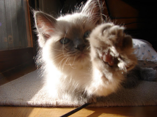 moppet