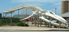 blue whale skeleton