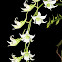 Robust Sobennikofia Orchid