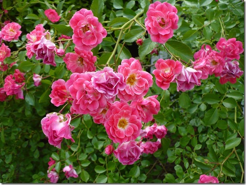 Rosecloseup Rosecloseup