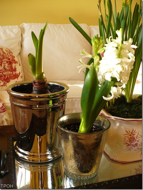 Amaryllis Amaryllis