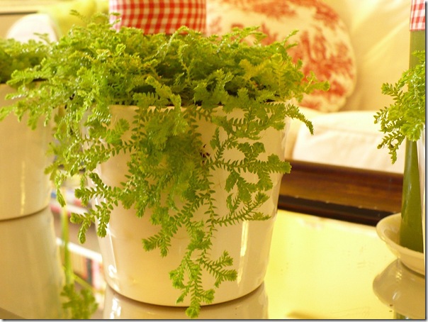 fern fern