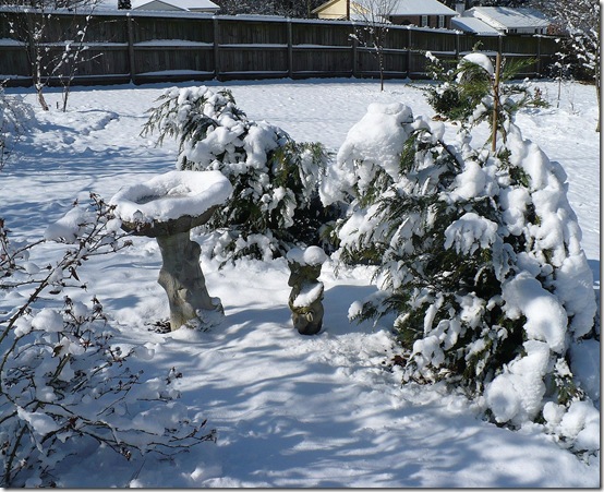 birdbath birdbath