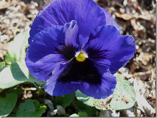 pansy pansy