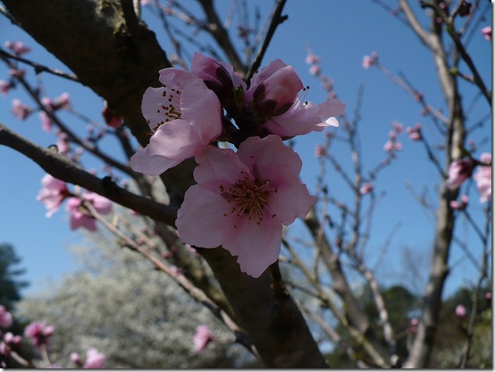 peachblossom peachblossom
