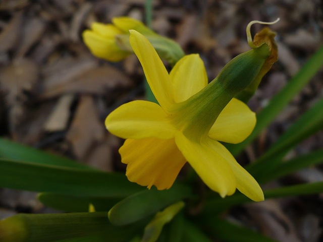 [daffodil[3].jpg&description=The Busyness of Blogging')]