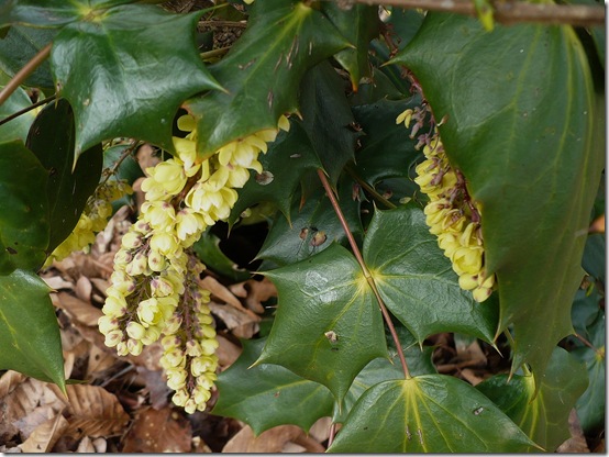 Mahonia Mahonia
