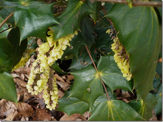 Mahonia