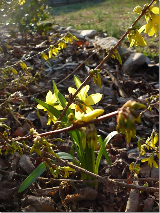 daffodils