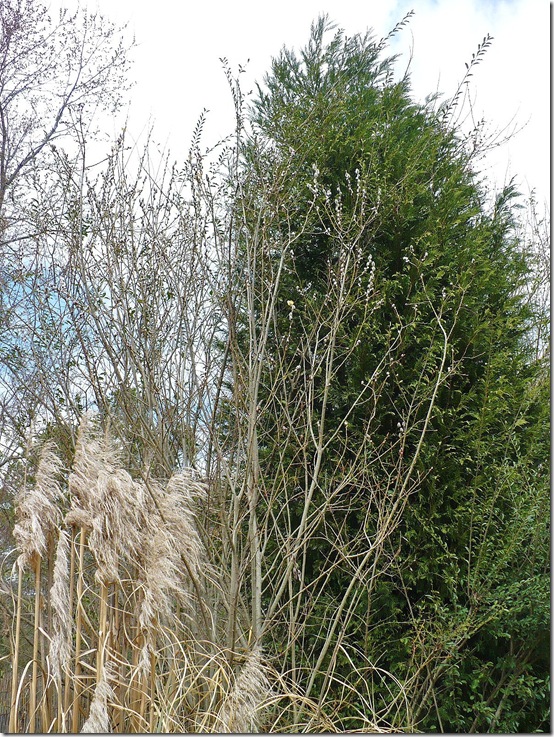 Pussywillow Pussywillow