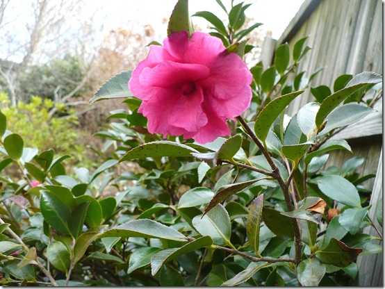 Camellia Camellia