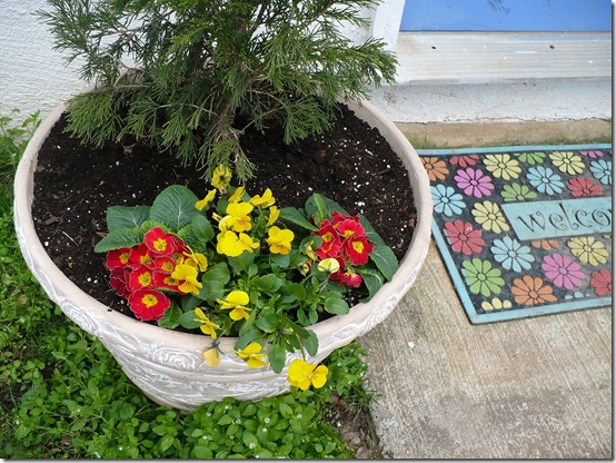 primroses primroses
