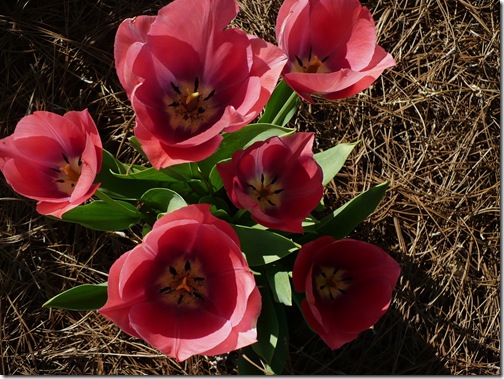 tulips